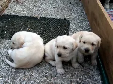 regalo labrador retriever cuccioli.