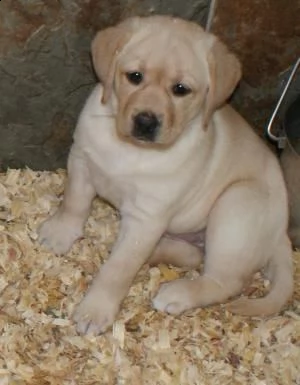 regalo labrador cuccioli disponibile per l'adozione..