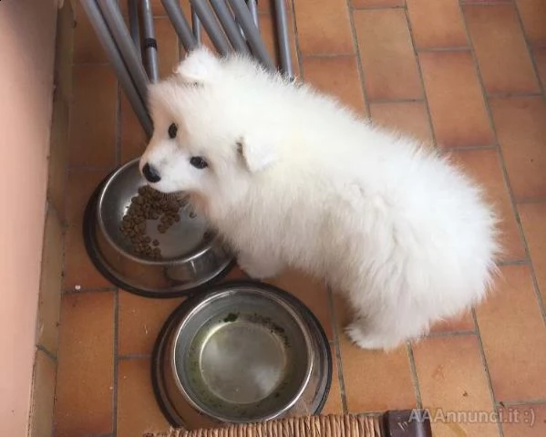 k.....uccioli di samoiedo