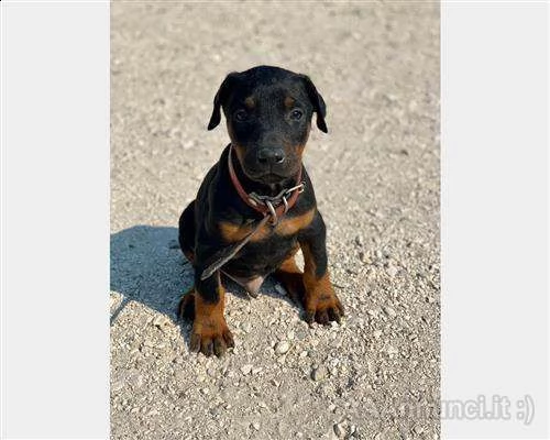 k........uccioli dobermann