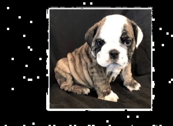 regalo cuccioli di bulldog inglese