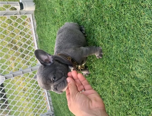 cuccioli bulldog francese ben addestrati