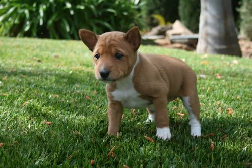 adorabili cuccioli di basenji femminucce e maschietti disponibili per l'adozione cuccioli sono vacci