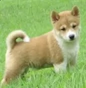 adorabili cuccioli di shiba inu femminucce e maschietti disponibili per l'adozione cuccioli sono vac
