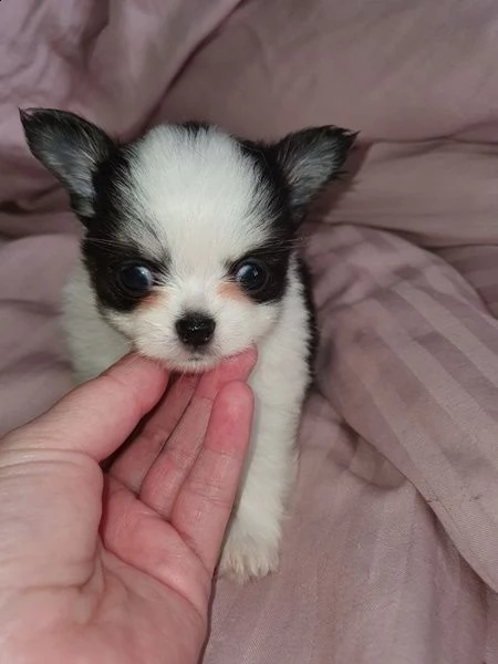 cuccioli di chihuahua | Foto 1