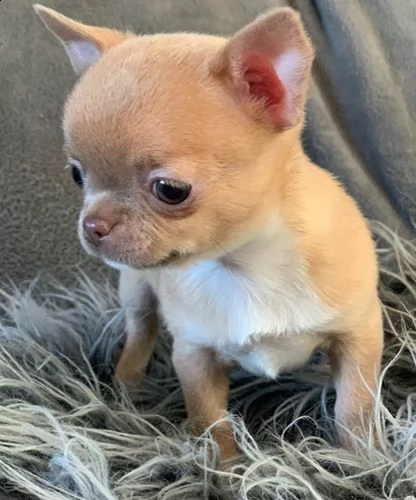 cuccioli di chihuahua