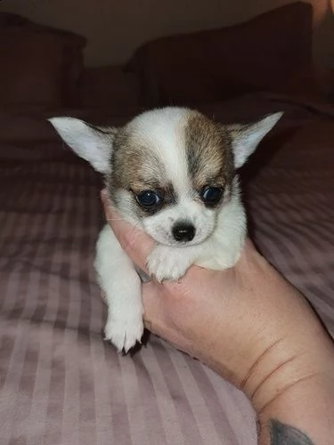cuccioli di chihuahua | Foto 0
