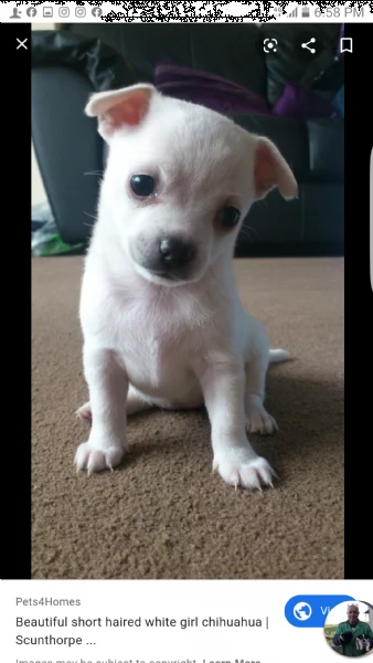 regalo cuccioli di chihuahua