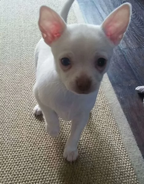   regalo cuccioli di chihuahua | Foto 0