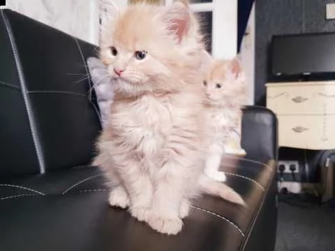 maine coon di 75 giorni | Foto 0