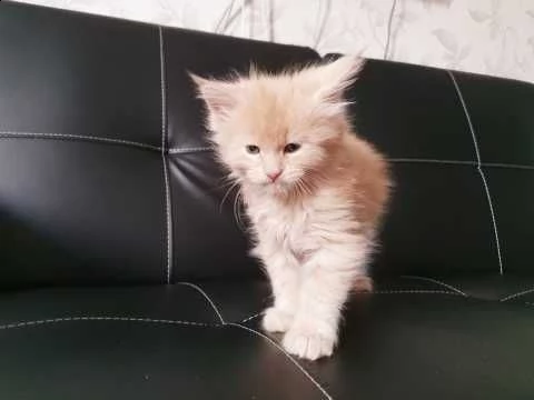 maine coon di 75 giorni