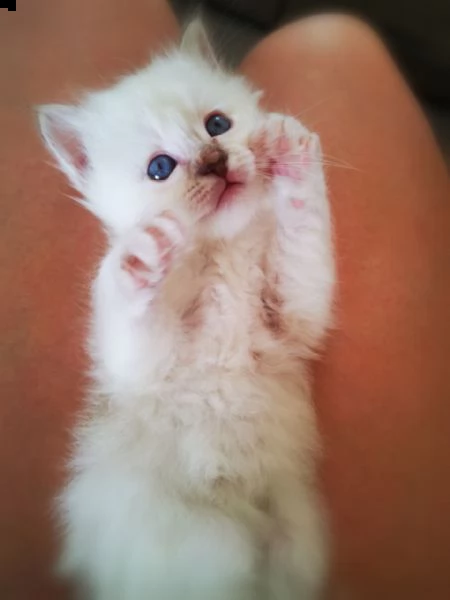 ragdoll di 12 settimane