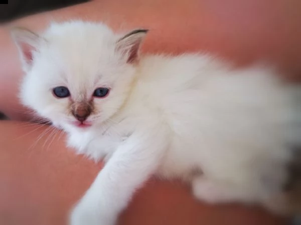 ragdoll di 12 settimane | Foto 0