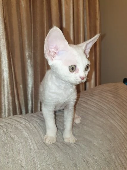devon rex maschi e femmine | Foto 0