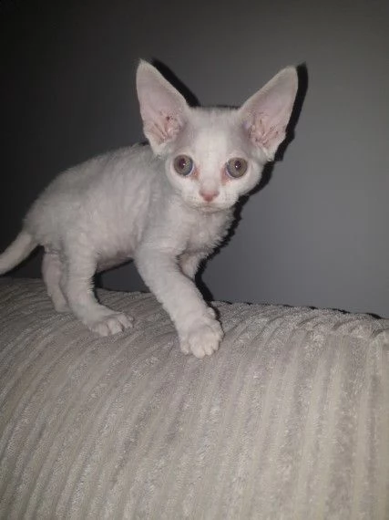 devon rex maschi e femmine