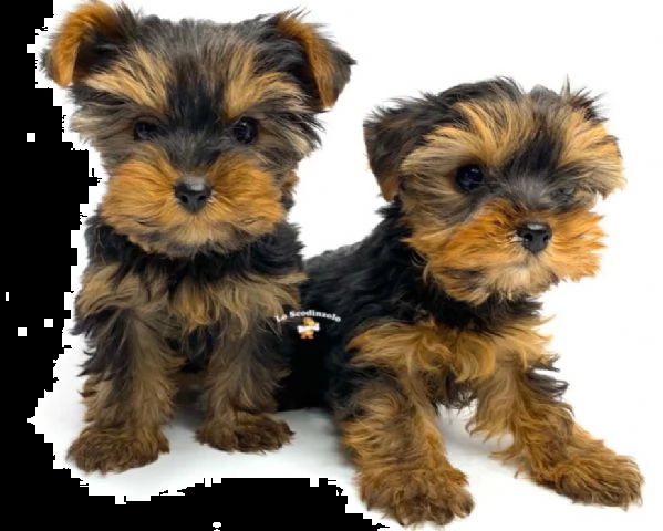 yorkshire toy cuccioli
