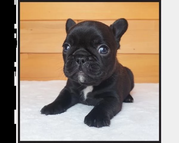 cuccioli bulldog francese - pedigree enci