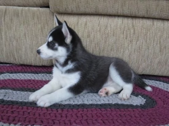  regalo cuccioli di labrador  | Foto 1