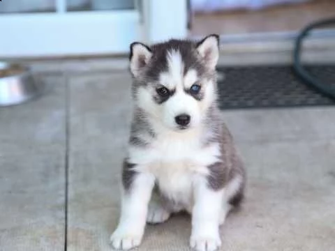  regalo cuccioli di labrador  | Foto 0