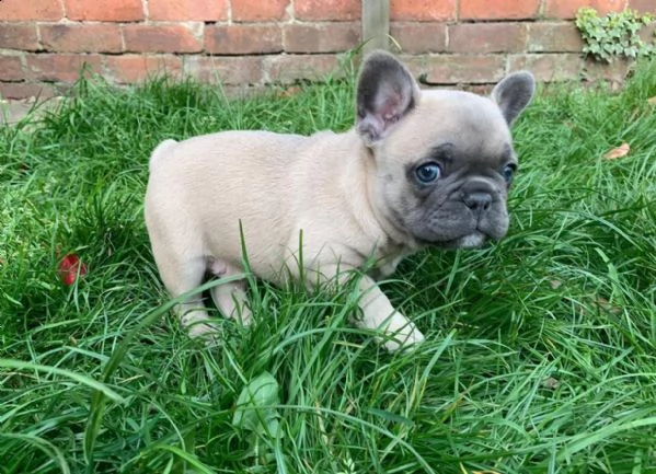 bouledogue francese 75 giorni
