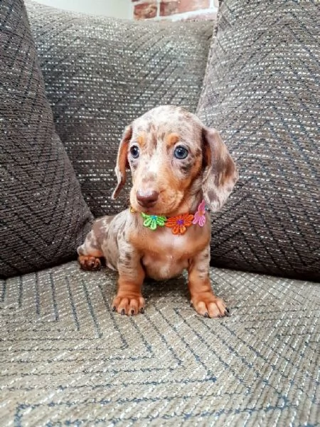 disponibili cuccioli di bassotto nano | Foto 1