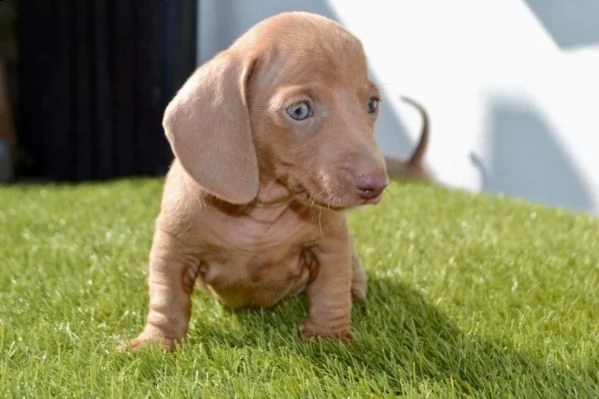 disponibili cuccioli di bassotto nano | Foto 0