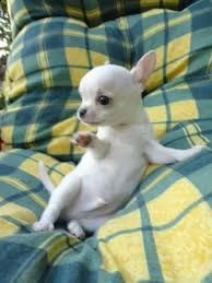   regalo cuccioli di chihuahua | Foto 0