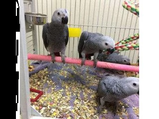 african grey parrrots pronto per una nuova casa (grandi chiacchieroni)