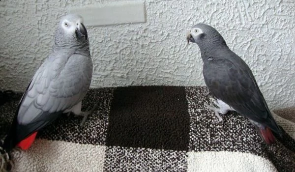 african grey parrrots pronto per una nuova casa (grandi chiacchieroni) | Foto 0