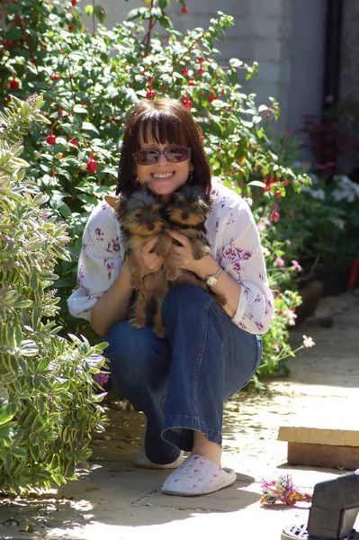 cuccioli yorkshire terrier  adorabili disponibili per adozione.