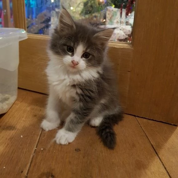 maine coon, riconosciuto anfi