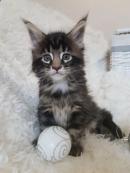 maine coon, riconosciuto anfi | Foto 0