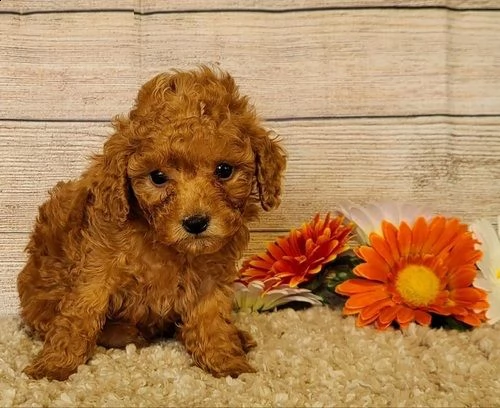 cuccioli di barboncino ,,. | Foto 0