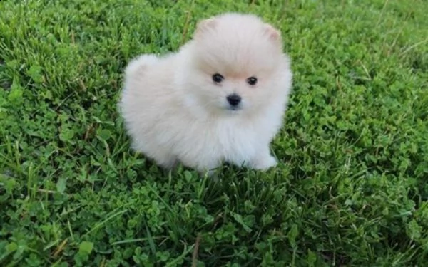 disponibili cuccioli di spitz di pomerania toy originali teneri e favolosi