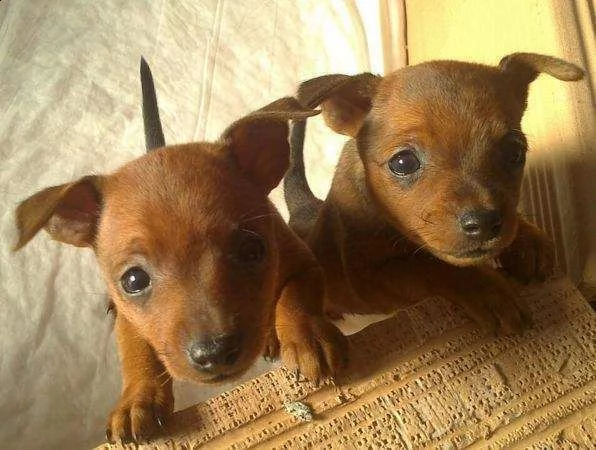 disponiamo cuccioli di bellissimi di pincher di 2 mesi e mezzo 