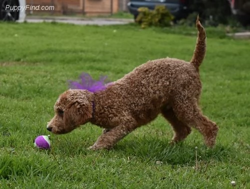  cuccioli di barboncino!<