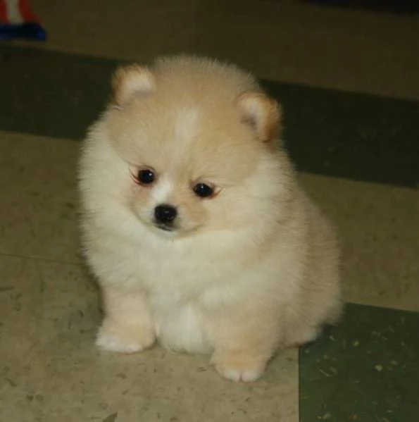 cuccioli di spitz pomerania toy amorevoli e belli di 70 giorni maschi e femmine