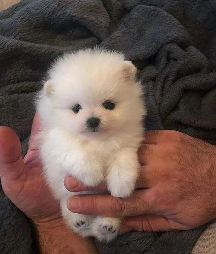 disponibili cuccioli di spitz pomerania toy purissimi di 70 giorni 