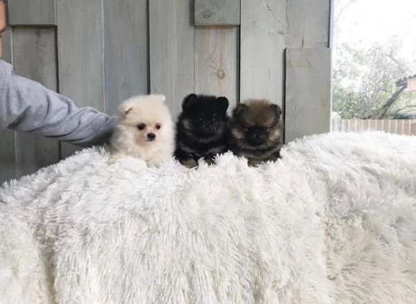 disponiamo cuccioli di spitz pomerania toy affettuosissimi e intelligentissimi 