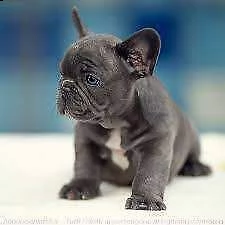 disponiamo cuccioli bouldogue francese blu di 2 mesi e mezzo, sani 