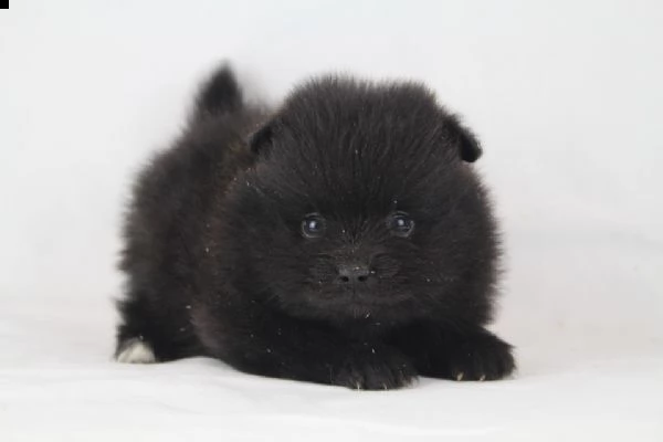 cuccioli di spitz mini toy dolcissimi e molto tranquilli di 90 giorni 