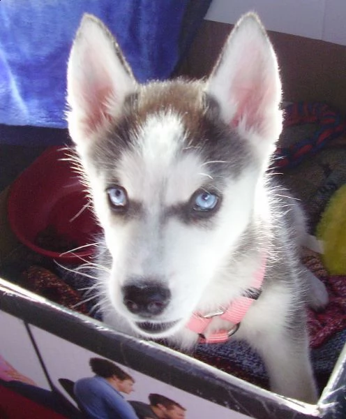 cuccioli siberian husky adorabili disponibili per adozione | Foto 1