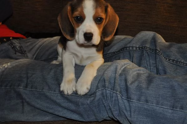 cuccioli beagle adorabili disponibili per adozione