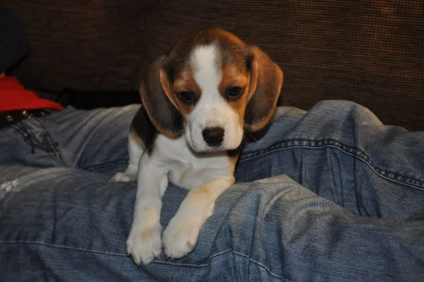 cuccioli beagle adorabili disponibili per adozione | Foto 0