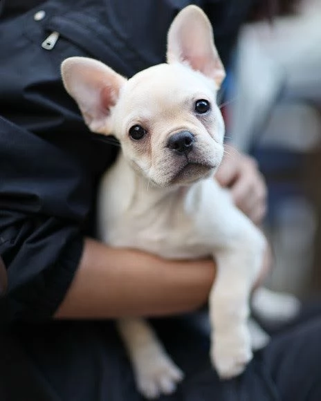 cuccioli bouledogue francese adorabili disponibili per adozione