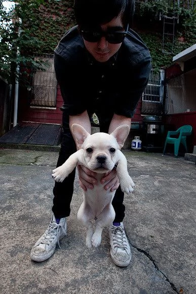 cuccioli bouledogue francese adorabili disponibili per adozione | Foto 0