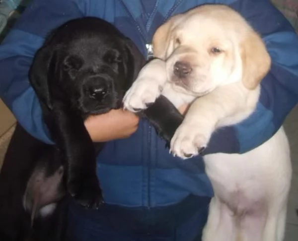 regalo cucciolata di labrador retriever