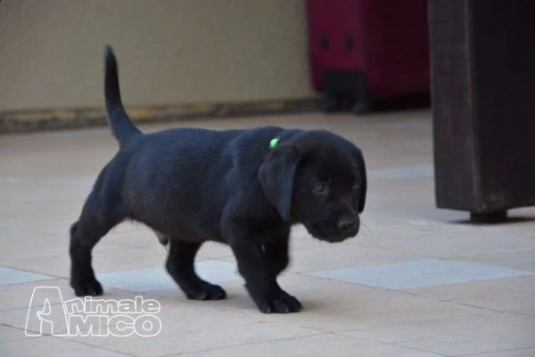 regalo labrador retriever cuccioli.