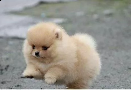 volpini pomerania toy piccolissimi tenerissimi e sofficissimi di 2 mesi