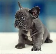 cediamo cucciolo di bull dog francese intrigantissimo generosissimo 